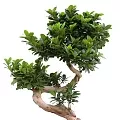 Бонсаи