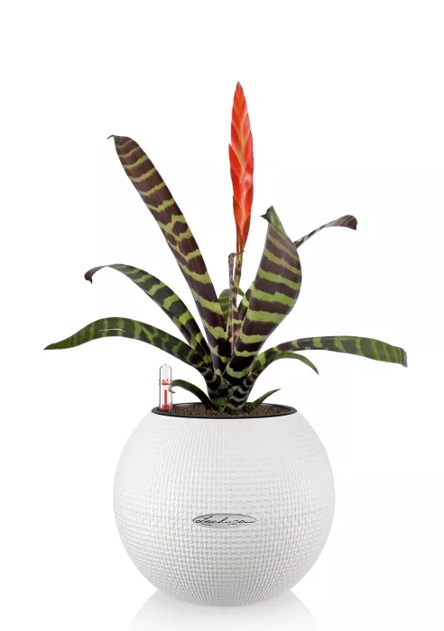 Вриезия тигровая в PURO 20, белый