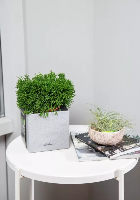 Рипсалис в CANTO Stone 14