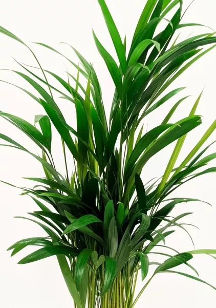 Хризалидокарпус в CLASSICO LS 21