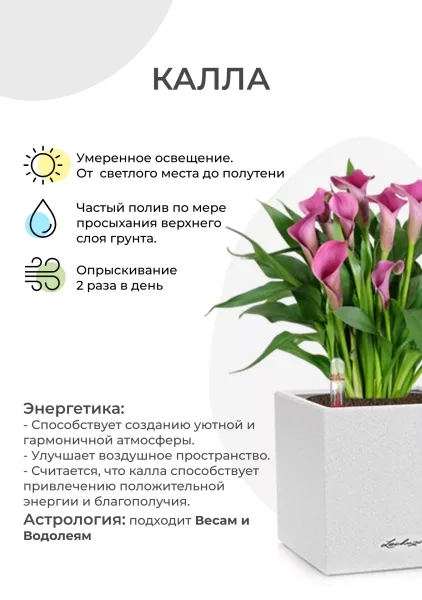 Калла микс 12/35 см в CANTO STONE 14