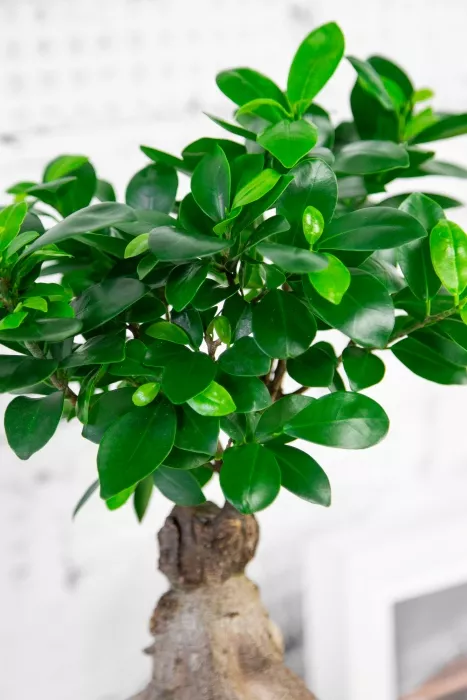 Бонсай в CLASSICO 18