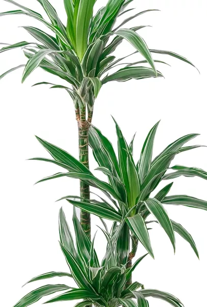 Драцена Варнески 3 ствола 21/110 в RONDO 32