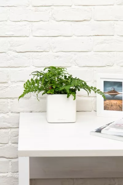 Папоротник Парвати в CUBE GLOSSY 14