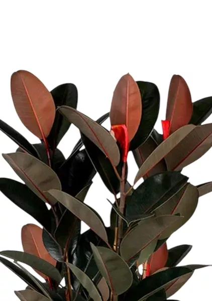 Фикус Эластика Абиджан 3 ствола 40/200 см в CUBICO 50