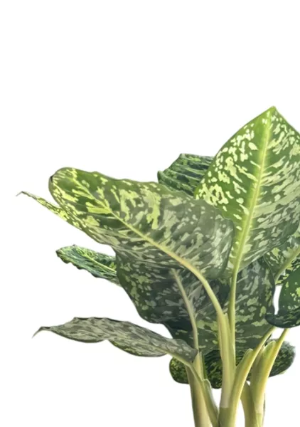 Диффенбахия Рефлектор 14/50 см в CLASSICO COLOR 18