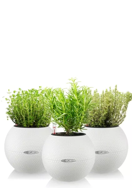 "Набор для кухни" Пряные травы в PURO 20