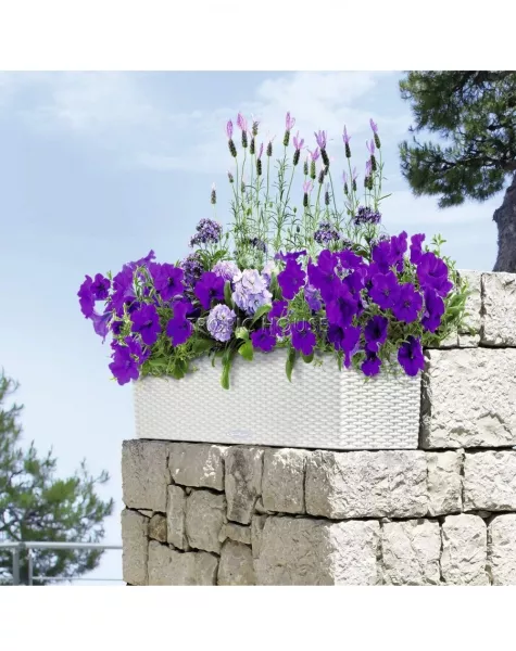 Кашпо LECHUZA BALCONERA Cottage 80х19 см