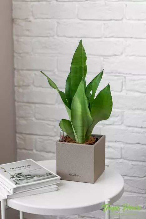 Сансевиерия Муншайн в CANTO STONE 14