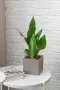 Сансевиерия Муншайн в CANTO STONE 14