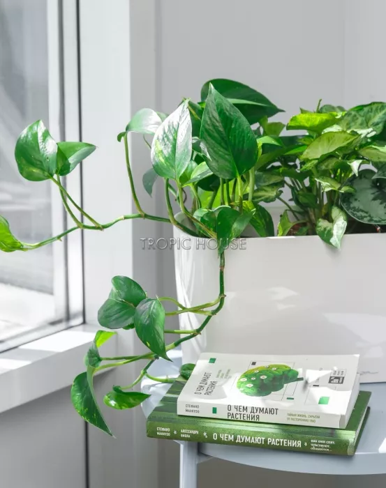 Микс из вьющихся в DELTA 20