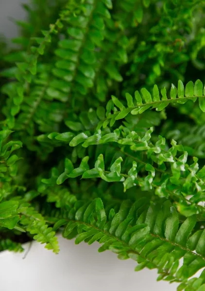 Нефролепис в DELTA 20