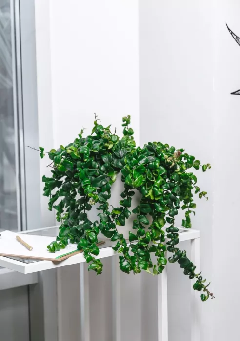 Эсхинантус в CLASSICO COLOR 21