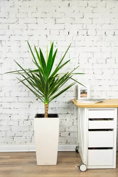 Юкка Пак в CUBICO COLOR 30