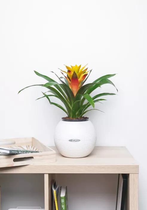 Гузмания Триколор в PURO 20