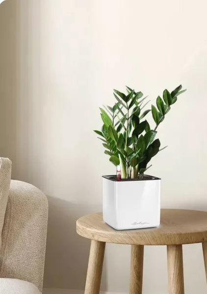 Замиокулькас 12/45 см в CUBE GLOSSY 14