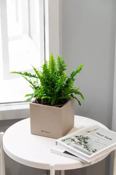 Нефролепис в CANTO STONE 14