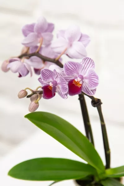 Орхидея Мини микс 5/30 см