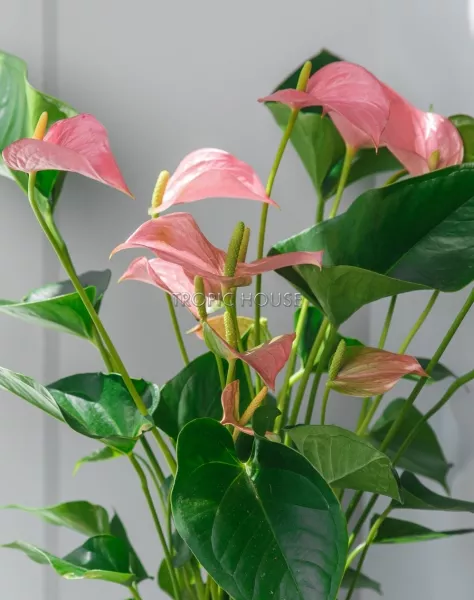 Антуриум розовый в CLASSICO Color 21