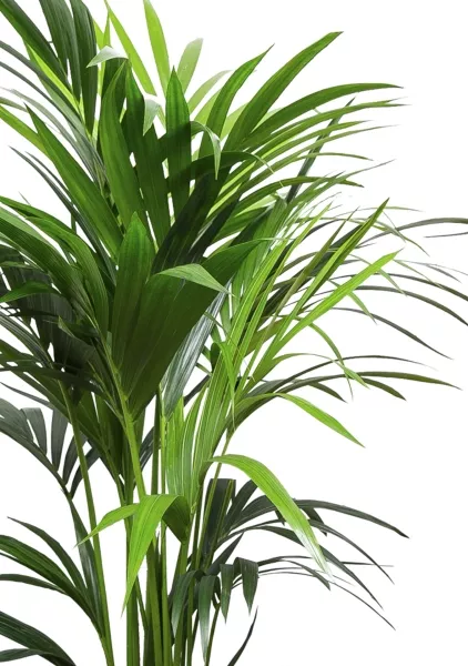 Ховея Кентия 27/160 см в QUADRO LS 28