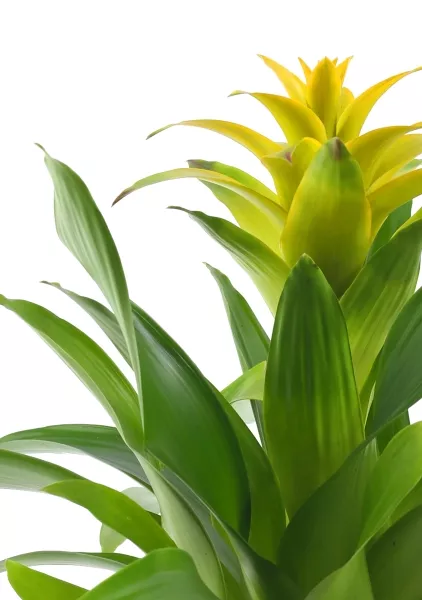 Гузмания желтая 12/40 см