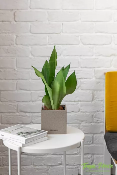 Сансевиерия Муншайн в CANTO STONE 14