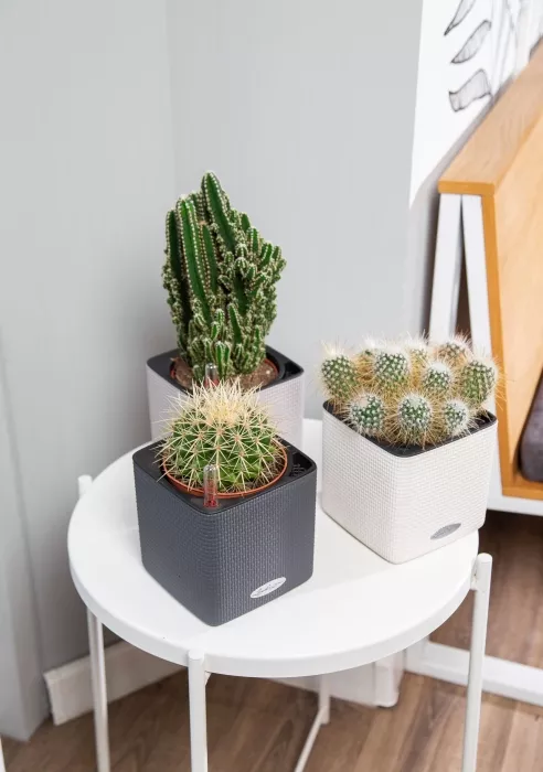 Набор "Кактусы" в CUBE COLOR 14