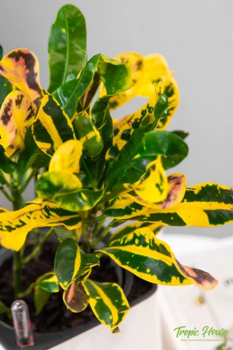 Кротон Еллоу в CUBE Glossy 14