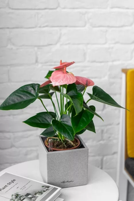 Антуриум розовый в CANTO STONE 14