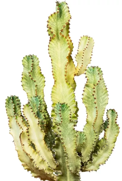 Эуфорбия Ингенс в RONDO 40