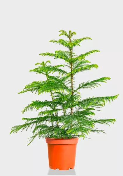 Араукария 19/90 см