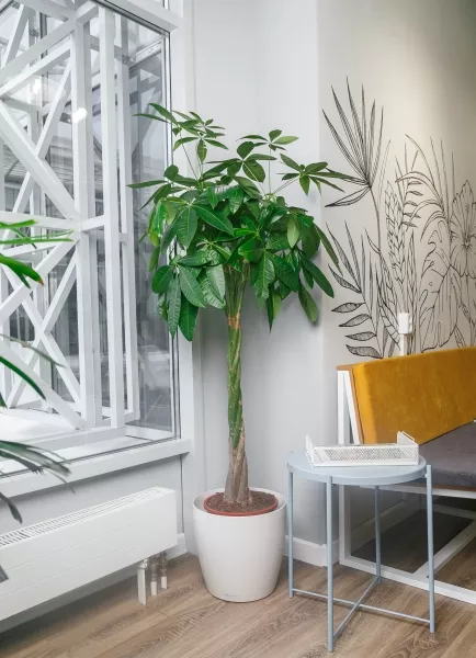 Пахира Акватика 27/160 см