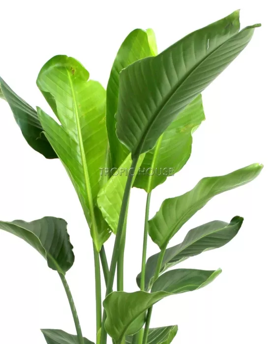 Стрелиция Николай в CLASSICO LS 28