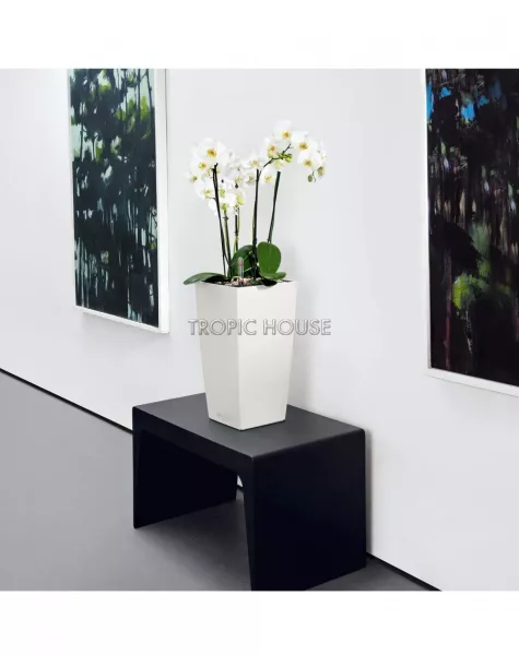 Кашпо LECHUZA CUBICO Color 22х41 см