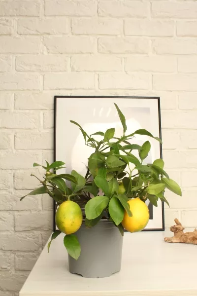 Цитрофортунелла Лимон 15/40 см в CLASSICO Color 21