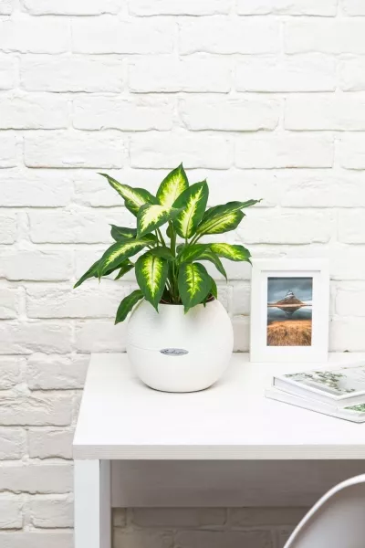 Диффенбахия Камилла 12/40 см в PURO 20