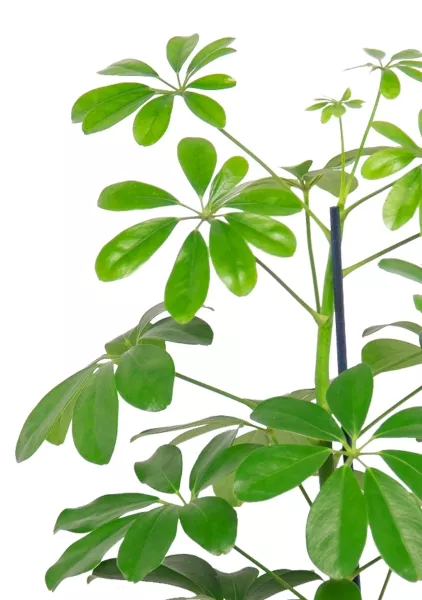 Шеффлера Нора 12/40 см в CANTO STONE 14