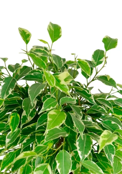 Фикус Бенджамина Кинки Пестрый 12/30 см в CUBE COLOR 14