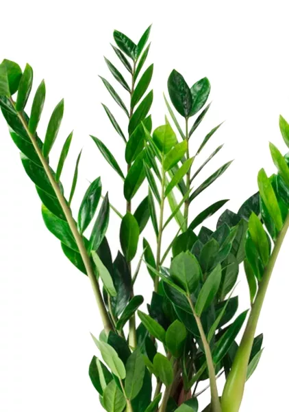 Замиокулькас 17/65 в CLASSICO 21