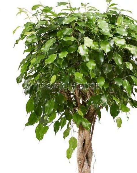 Фикус Экзотика переплетенный в RONDO 40