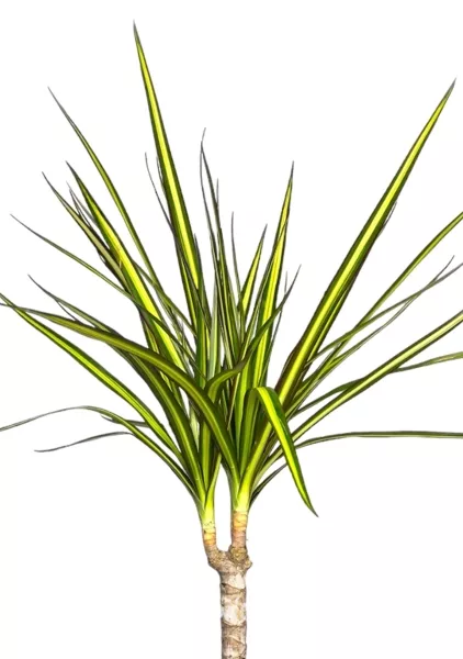 Драцена Маргината Санрей 12/40 см в CUBE Glossy Kiss 14