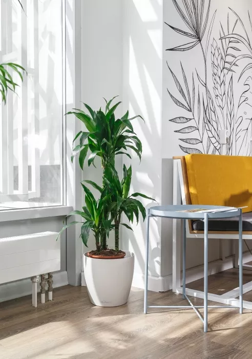 Драцена Джанет Крейг 3 ствола 26/110 см в CLASSICO COLOR 28