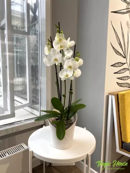 Орхидея Фаленопсис Кембридж белая 12/70 см