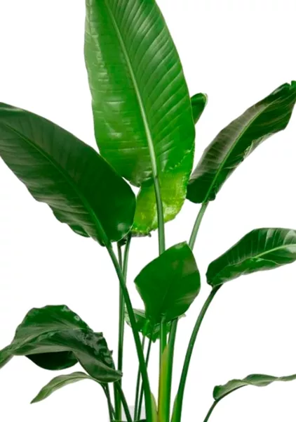 Стрелиция Николай 27/140 см в CANTO STONE HIGH 40