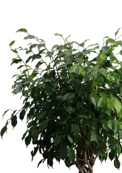 Фикус Бенджамина Экзотика цилиндр 27/120 см в CUBE 30