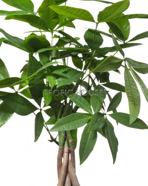 Пахира в CANTO STONE 14