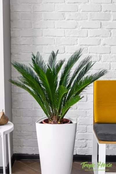 Цикас в DELTA 30