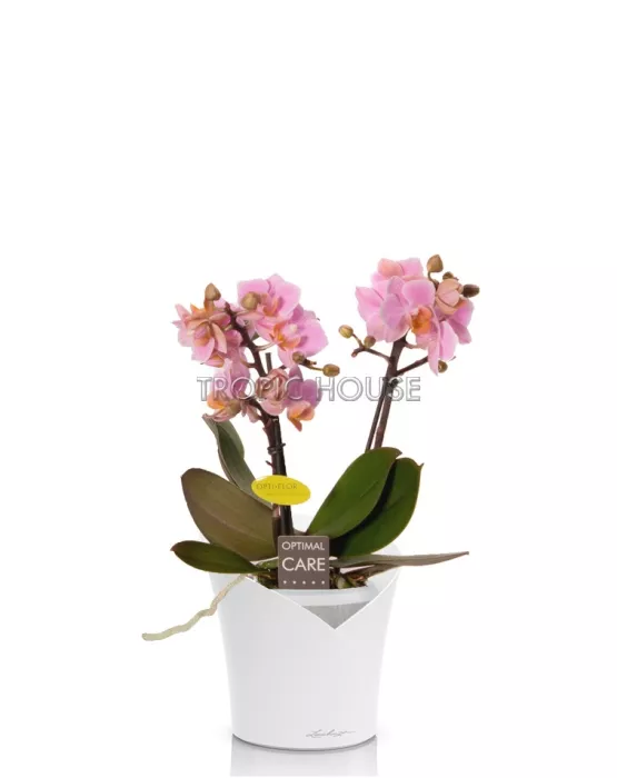 Орхидея Романтика ORCHIDEA 18/40 см, Белый матовый