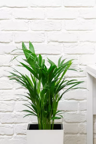 Хризалидокарпус в CUBICO COLOR 22