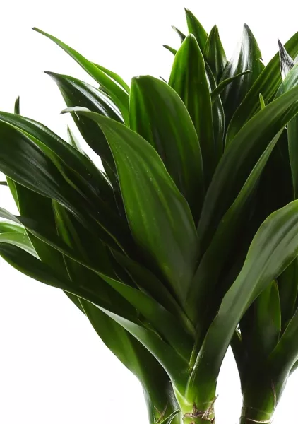 Драцена Компакта 2 ствола 19/80 см в QUADRO LS 21